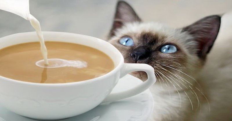 Why You Need To Stop By The Cat Cafe In San Diego Right Meow!