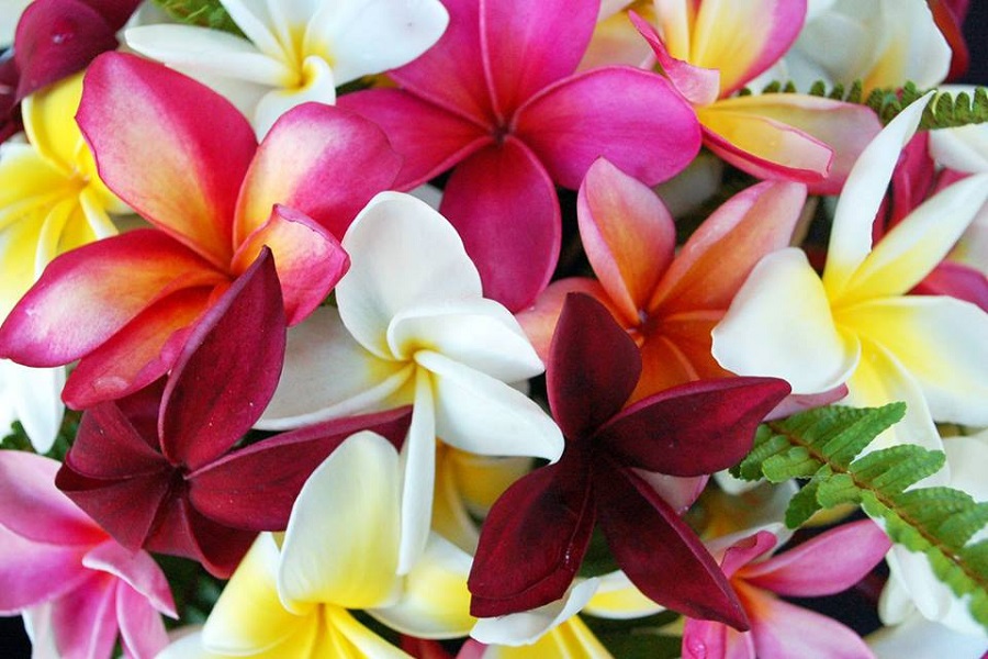 Flower Lovers Come See The Hawaiian Plumeria Festival On It's 19th Year