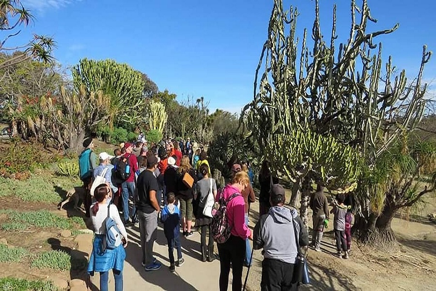 Walking Tour: 15 Most Important Balboa Park Trees, Part One