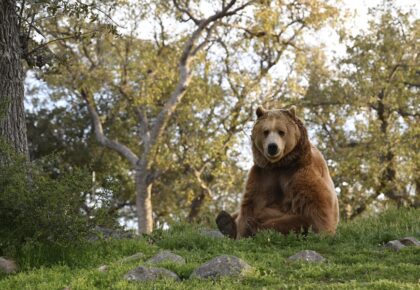 a bear in the woods