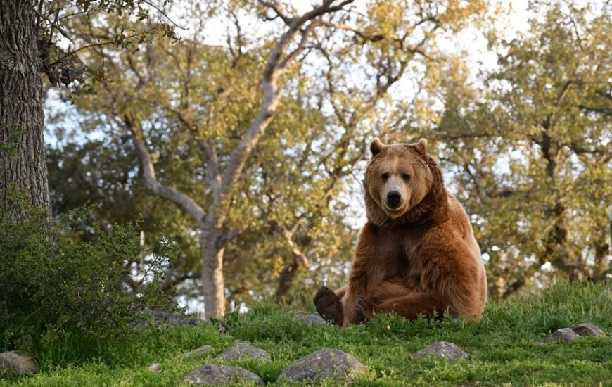 a bear in the woods
