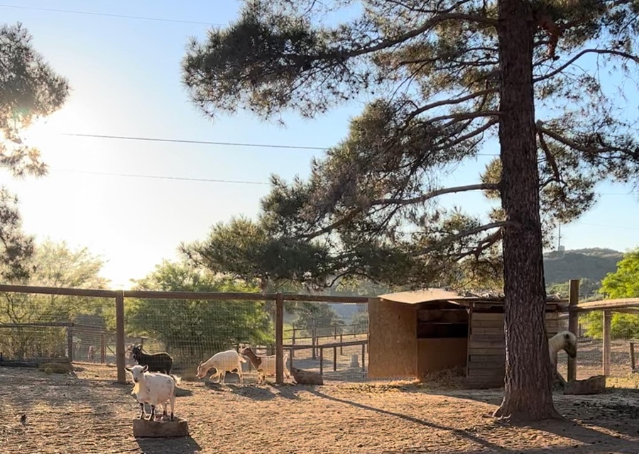 Alpine Acres Sanctuary Farm donation