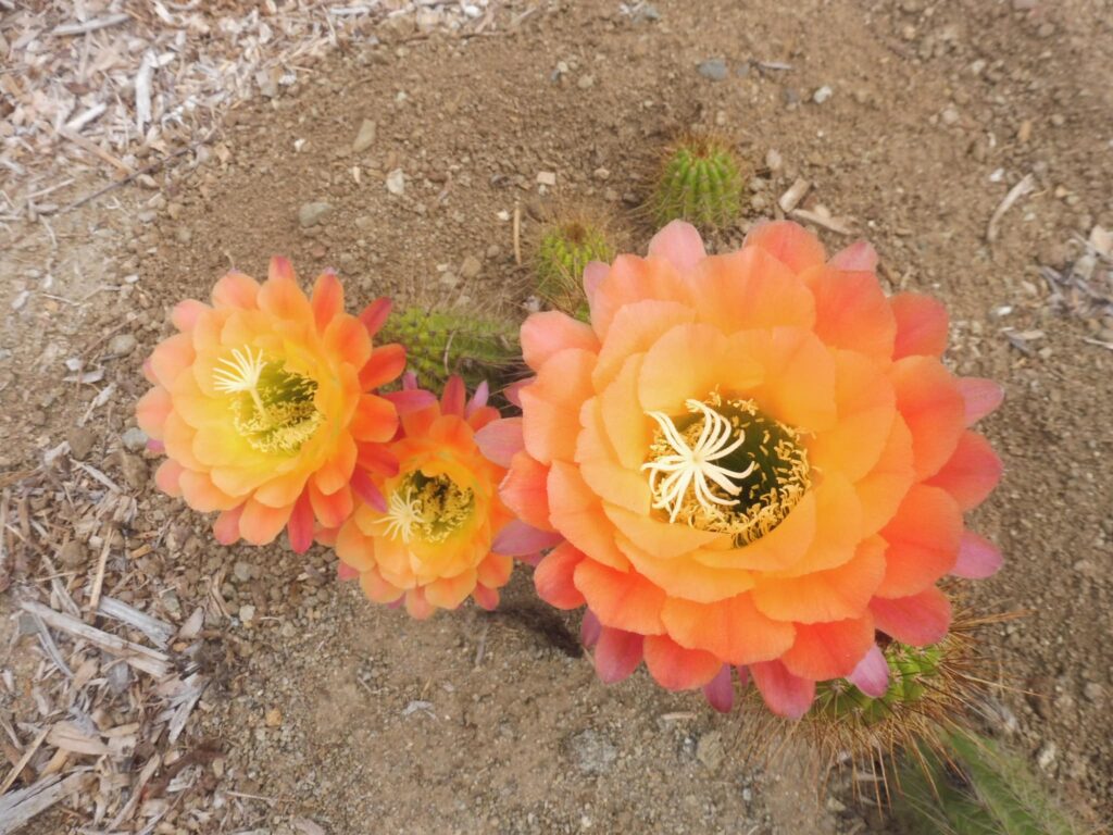 cactus flower