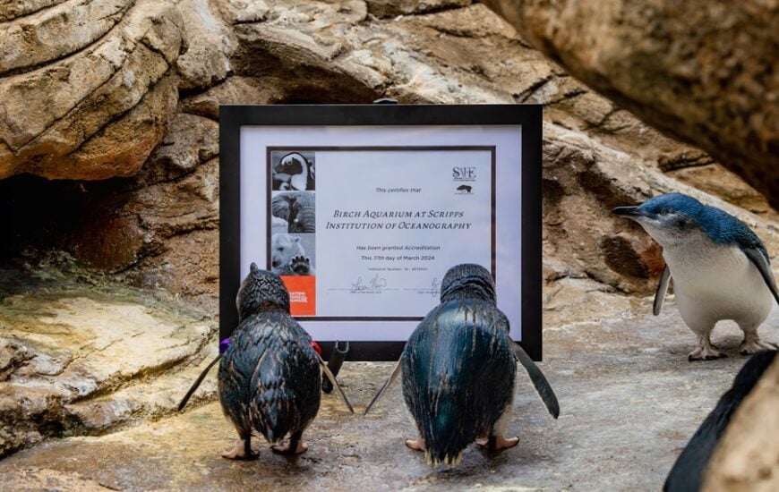 Birch Aquarium Aza Accreditation