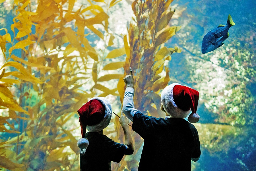 Celebrate The Holidays With Birch Aquarium 