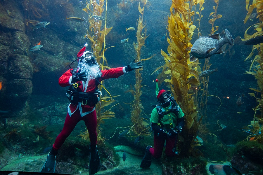 Scuba Santa Dives In To Birch Aquarium