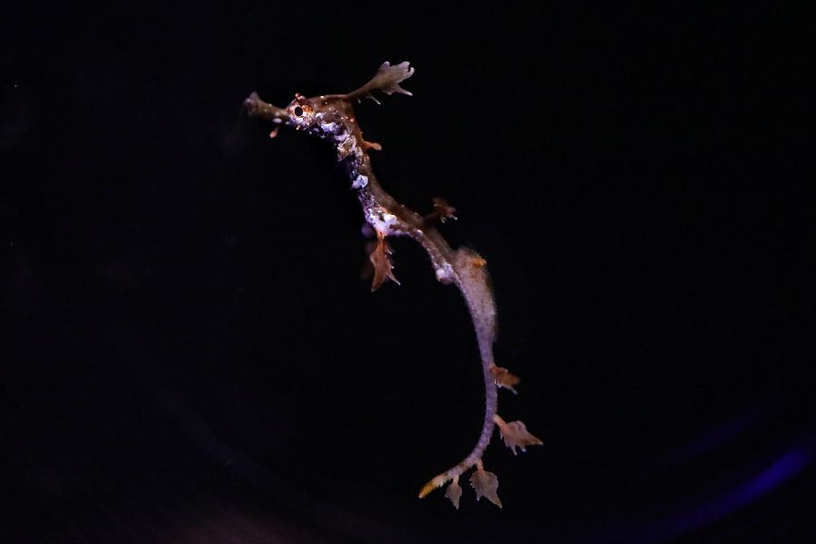 Baby Dragons Hatched At Birch Aquarium