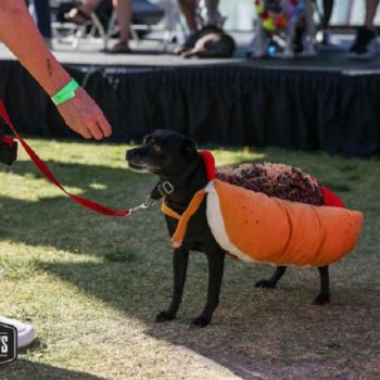 black dog in a hotdog costume