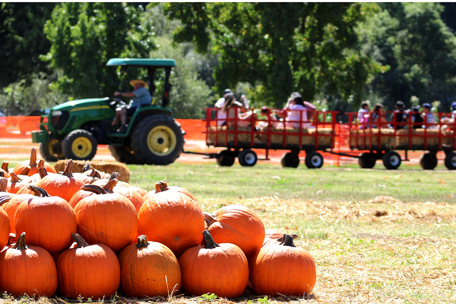 Pumpkin Festival