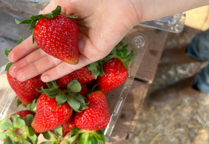 One Paseo Hosts Berry Good Food Pop-Up