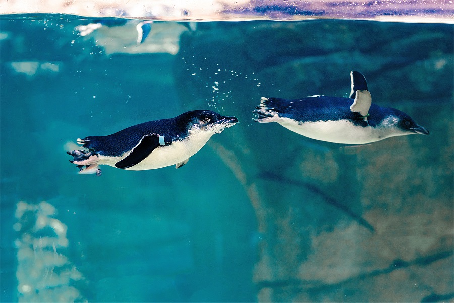Birch Aquarium penguins