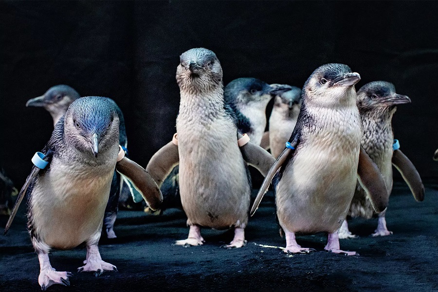 Beyster Family Little Blue Penguins