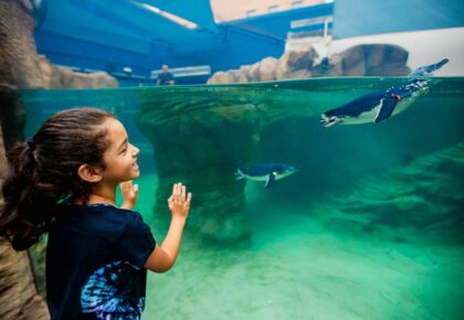Birch Aquarium Summer Hours