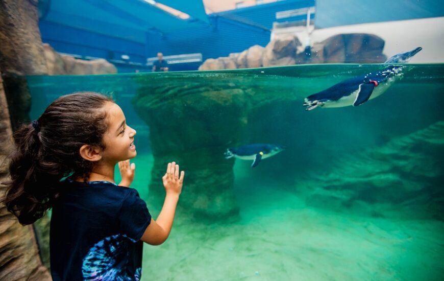 Birch Aquarium Summer Hours