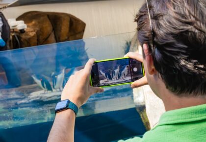 Birch Aquarium Hosts Penguin Photo Contest