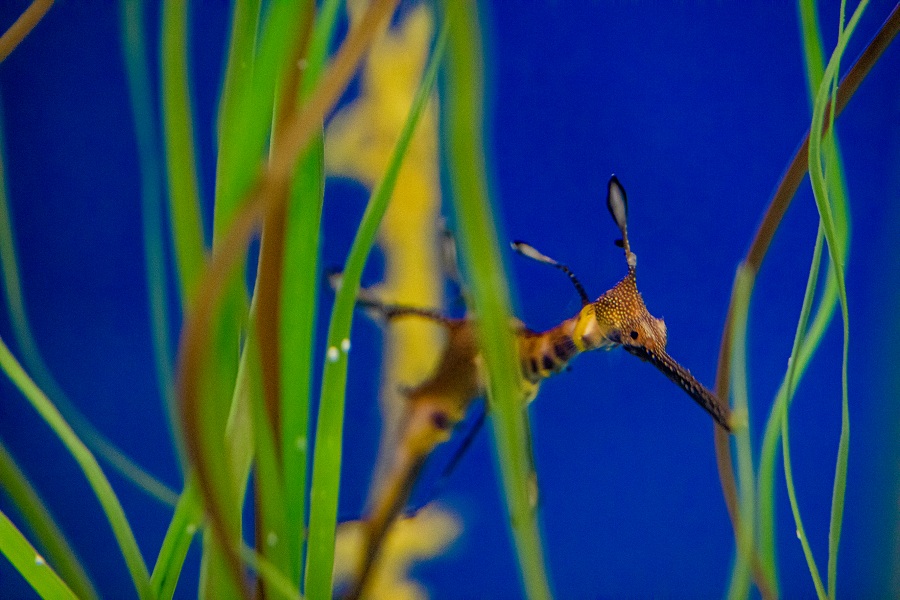 Birch Aquarium Celebrates Baby Weedy Seadragons’ First Birthdays
