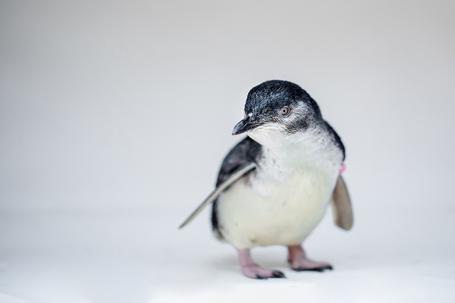 Birch Aquarium's BIG News Is LITTLE ... Little Blue Penguins!