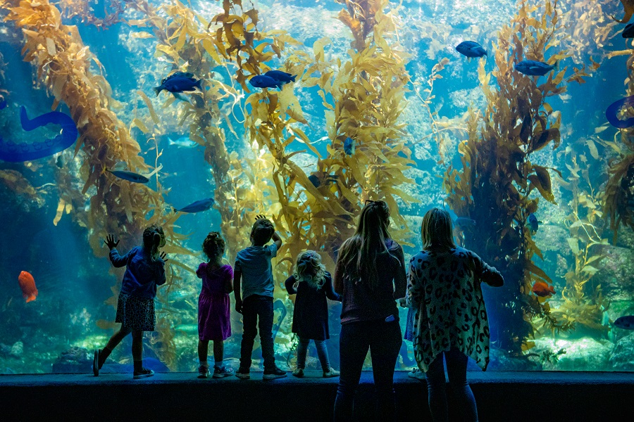 More Time For Fun: Birch Aquarium Announces Extended Summer Hours