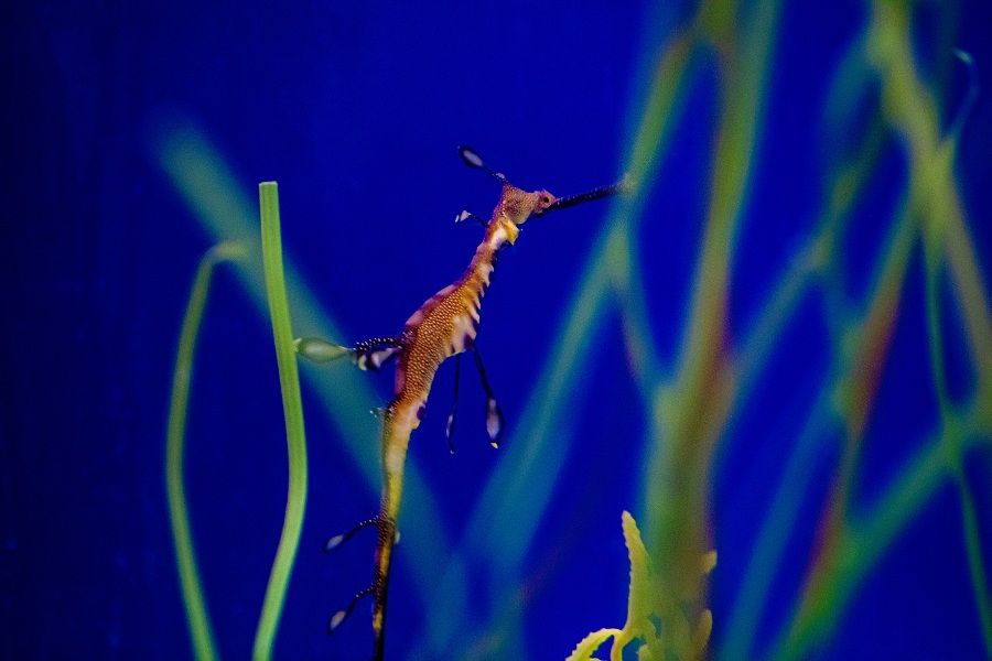 Birch Aquarium Celebrates Baby Weedy Seadragons’ First Birthdays