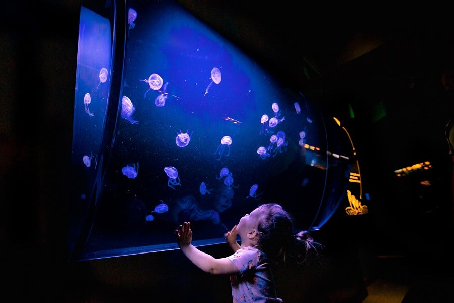New Moon Jelly Experience Now Open At Birch Aquarium!