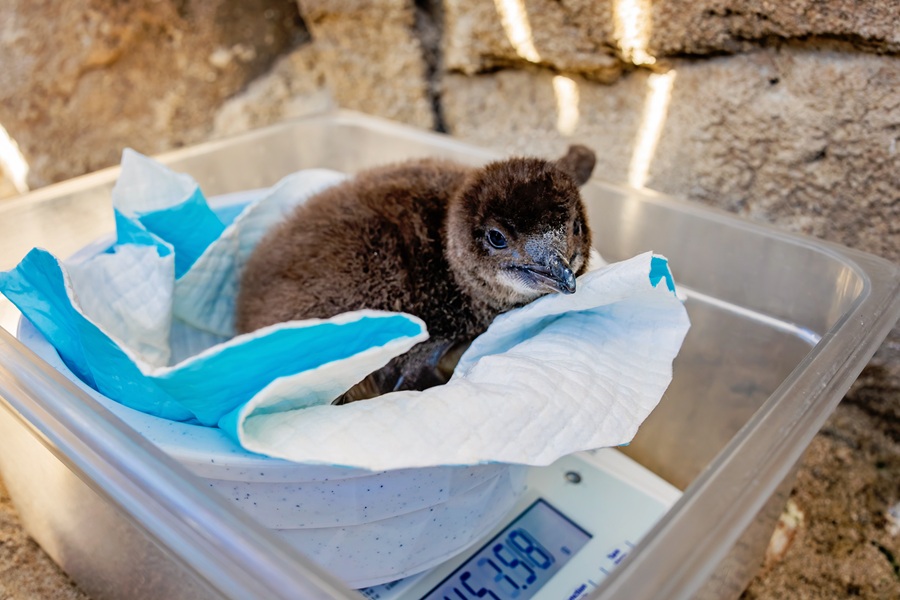 Little Blue Penguin breeding program
