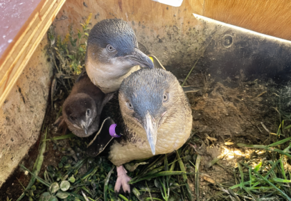 Little Blue Penguin breeding program