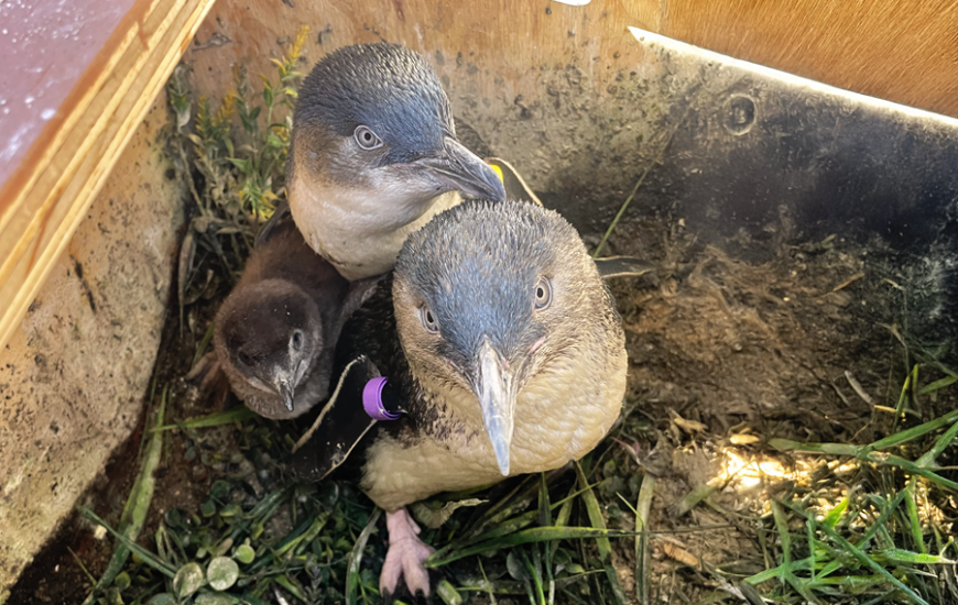 Little Blue Penguin breeding program