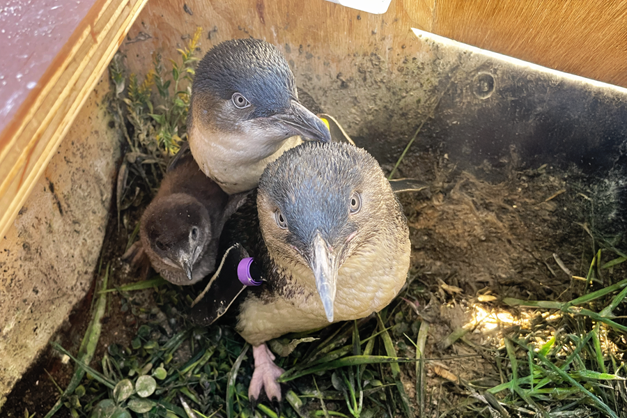 Little Blue Penguin breeding program