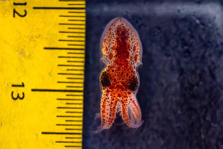 Birch Aquarium First Ever Red Octopus Settlement Success
