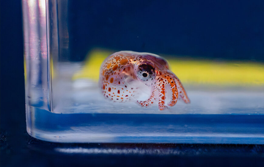 A tiny “settled” Red Octopus explores its surroundings.