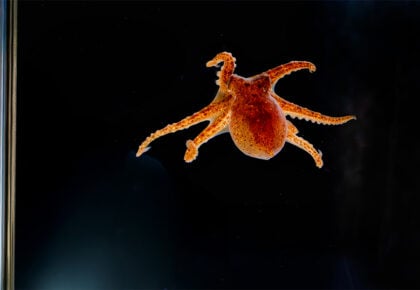 Birch Aquarium Red Octopus