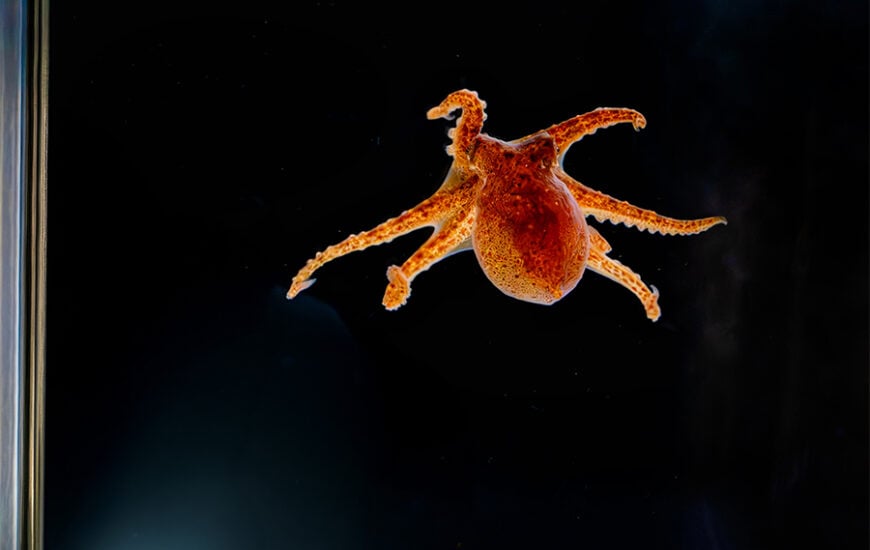 Birch Aquarium Red Octopus