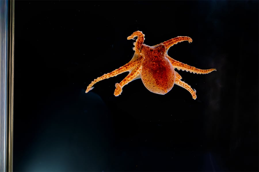 Birch Aquarium Red Octopus