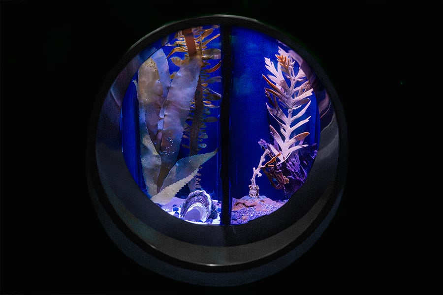 Birch Aquarium Red Octopus