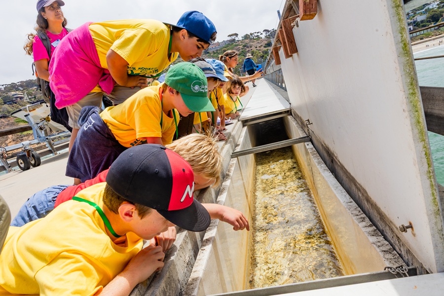 Birch Aquarium Summer Camps