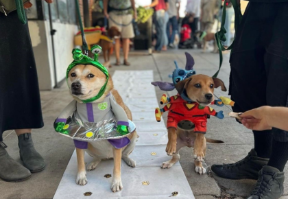 Bivouac Ciderworks Yappy Hour Pet Costume Contest