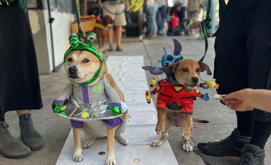 Bivouac Ciderworks Yappy Hour Pet Costume Contest