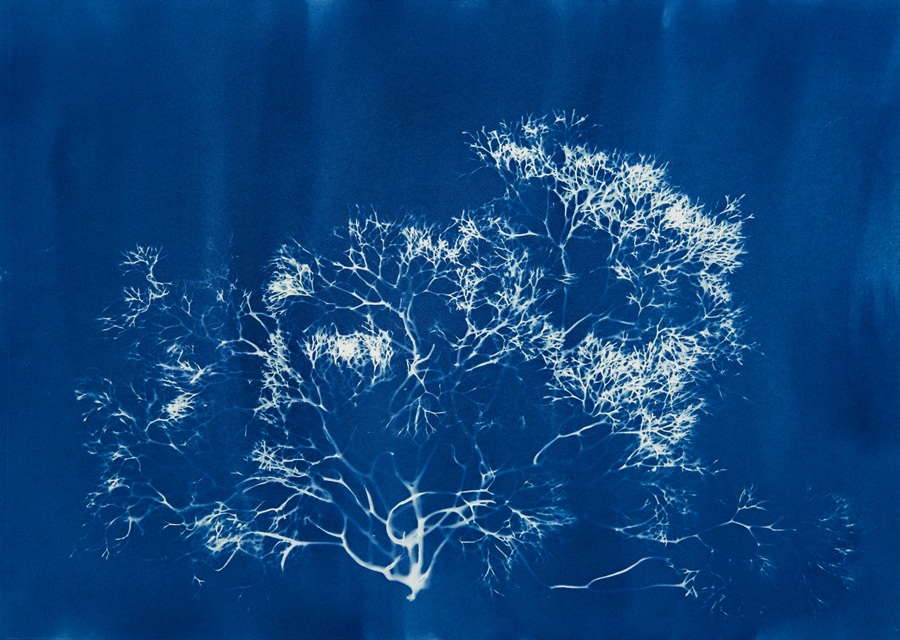 Marine Scientist and Artist Oriana Poindexter
