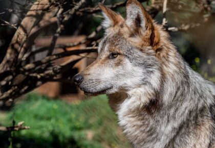 California Wolf Center