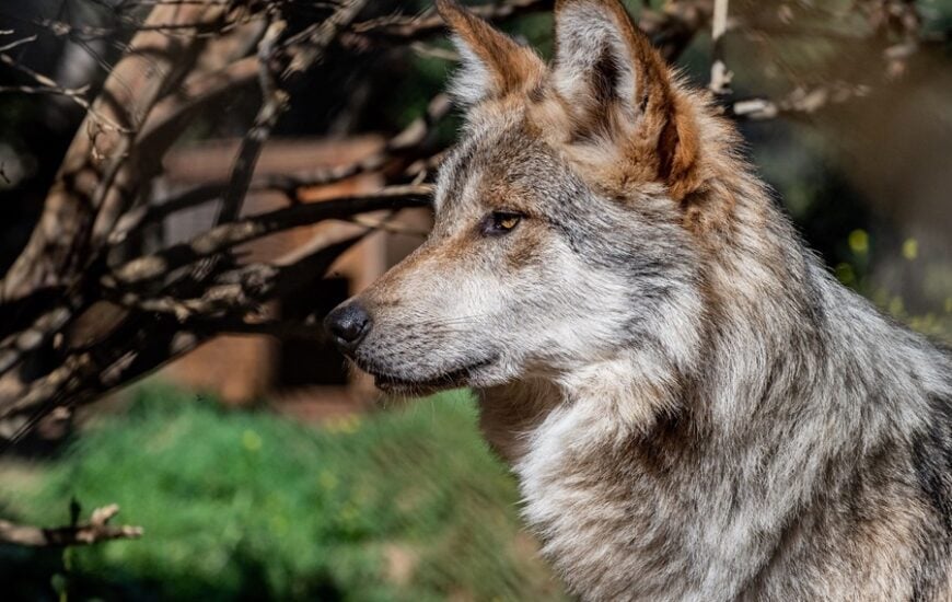 California Wolf Center