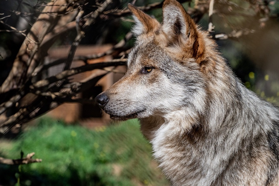 California Wolf Center