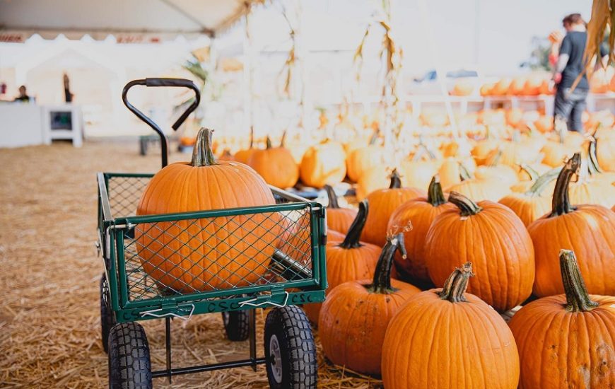 Sheraton Carlsbad Celebrates Fall With A Pumpkin Patch Package