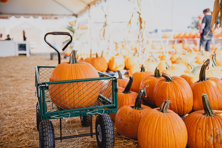 Sheraton Carlsbad Celebrates Fall With A Pumpkin Patch Package