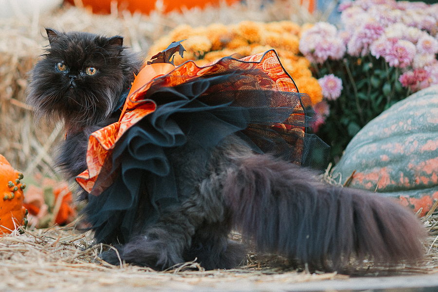 Cat in a costume 