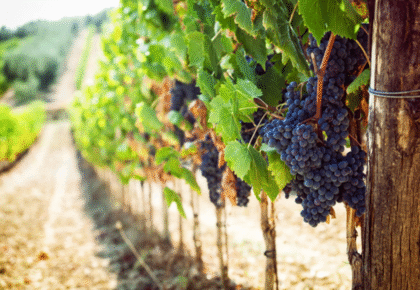 CUCINA California Wine Month celebration