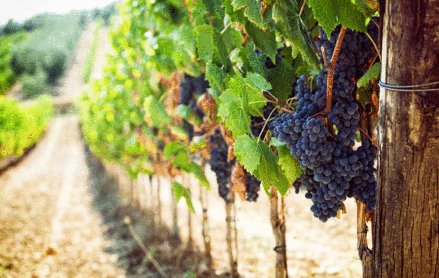 CUCINA California Wine Month celebration