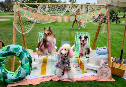 Thousands of dog lovers at Cardiff Dog Days of Summer Encinitas