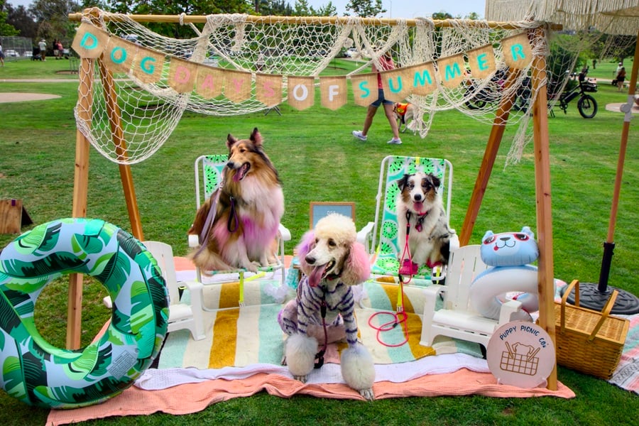 21st Annual Cardiff Dog Days of Summer at Encinitas Community Park 