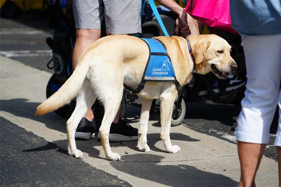DogFest Southwest 2026