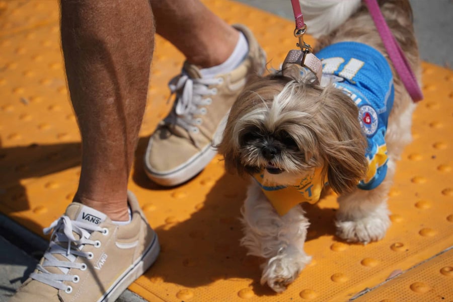 DogFest Southwest 2026